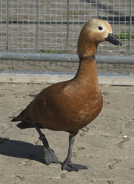 潮流